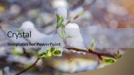  Presentation with crop - PPT theme having crop damage - branch of an apple tree background and a light blue colored foreground