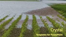  Presentation with flood - Slides featuring crop damage - flood 2013 background and a tawny brown colored foreground