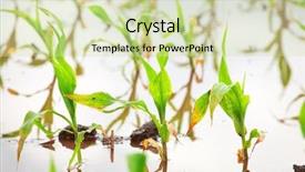  Presentation with corn field - Theme enhanced with crop damage - flooded field of seedling corn background and a soft green colored foreground