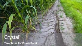  Presentation with runoff - Presentation design having crop damage - storm runoff in corn field background and a gray colored foreground