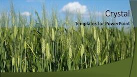  Presentation with unripe - Amazing theme having crop in growth of unripe wheat backdrop and a light blue colored foreground