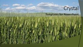  Presentation with unripe - Amazing PPT theme having crop in growth of unripe wheat backdrop and a light blue colored foreground