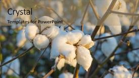  Presentation with investigation industry - Amazing slide deck having crop industry field macro early backdrop and a coral colored foreground