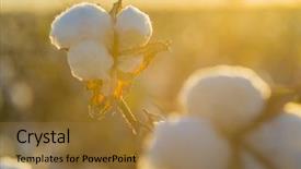  Presentation with cotton - Cool new PPT layouts with crop industry field macro early backdrop and a coral colored foreground