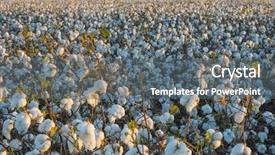  Presentation with cotton - Colorful slide set enhanced with crop industry field macro early backdrop and a gray colored foreground