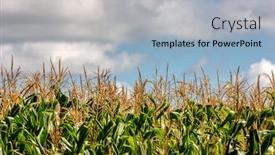  Presentation with crop - PPT theme consisting of crop of green corn in the field against the blue sky copy space background and a light blue colored foreground