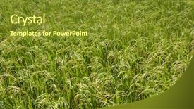  Presentation with plants growing - Beautiful PPT theme featuring crop of rice close up backdrop and a tawny brown colored foreground