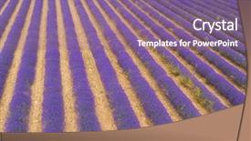  Presentation with aquaculture full of sea fish - PPT theme consisting of crop plant purple - aerial view of lavender field background and a coral colored foreground