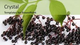  Presentation with crop - Cool new PPT theme with crop plant purple - elderberry on the white background backdrop and a yellow colored foreground