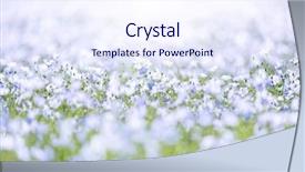  Presentation with flax plant - Amazing presentation having crop plant purple - field of flax flowers backdrop and a sky blue colored foreground