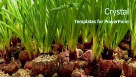  Presentation with green onions and bulb onion - Audience pleasing presentation design consisting of crop plant purple - growing green onion from large backdrop and a forest green colored foreground