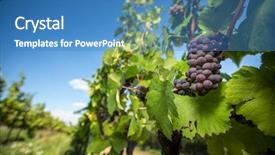  Presentation with vine wine - PPT layouts featuring crop plant purple - large bunches of red wine background and a teal colored foreground