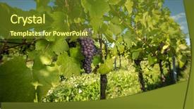  Presentation with vine wine - PPT layouts with crop plant purple - large bunches of red wine background and a tawny brown colored foreground