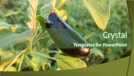  Presentation with plantation tomatoes - PPT theme featuring crop plant purple - ripe eggplant on the plantation background and a tawny brown colored foreground