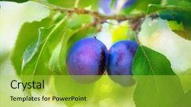  Presentation with growing - PPT layouts featuring crop plant purple - ripe plums on branch growing background and a yellow colored foreground