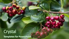  Presentation with unripe - Slide deck with crop plant purple - unripe aronia berries aronia melanocarpa background and a tawny brown colored foreground
