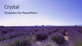  Presentation with difference lavender - PPT theme consisting of crop purple flower - beautiful image of lavender field background and a light blue colored foreground