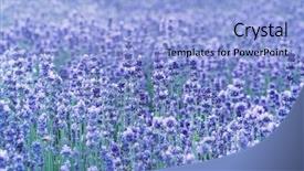  Presentation with crop - PPT theme enhanced with crop purple flower - field lavender in mountain background and a light blue colored foreground