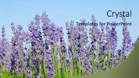  Presentation with crop - Presentation design consisting of plain information board on a background and a teal colored foreground