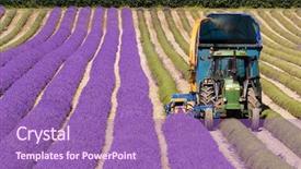  Presentation with track field throwing - Beautiful presentation theme featuring crop purple flower - tractor harvesting field of lavender backdrop and a  colored foreground