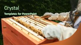  Presentation with farm - Presentation theme having cropped-image-of-senior-male and a wine colored foreground