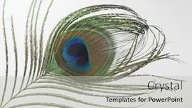 Presentation with peacock feather - PPT layouts featuring cropped-off-of-peacock-feather background and a light gray colored foreground