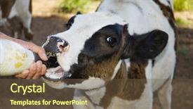  Presentation with milk dairy - Cool new presentation theme with cropped shot of a dairy backdrop and a tawny brown colored foreground