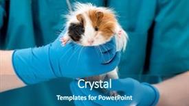  Presentation with veterinary - Beautiful PPT theme featuring cropped shot of a veterinary backdrop and a ocean colored foreground