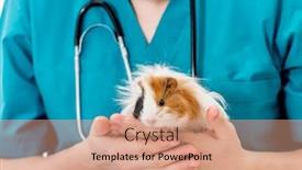  Presentation with veterinary - Audience pleasing presentation theme consisting of pig on hands animal healthcare backdrop and a coral colored foreground