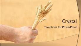  Presentation with forage - Cool new slides with forage crops - man's hand holding wheat backdrop and a lemonade colored foreground