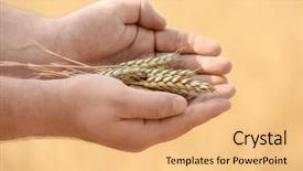  Presentation with wheat in hand - PPT theme having forage crops - man's hands holding wheat background and a coral colored foreground
