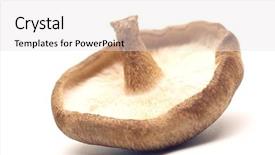  Presentation with pure culture mushroom - PPT theme with crops mushrooms - mushroom close-up background and a  colored foreground