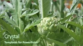  Presentation with plant - Audience pleasing presentation theme consisting of crops plants - artichoke artichoke plant artichoke plant backdrop and a tawny brown colored foreground