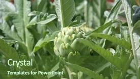  Presentation with growing - Presentation featuring crops plants - artichoke artichoke plant artichoke plant background and a tawny brown colored foreground
