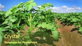  Presentation with potato - Beautiful slide set featuring crops plants - close-up of a healthy growing backdrop and a tawny brown colored foreground
