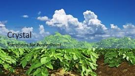  Presentation with potato - Beautiful theme featuring crops plants - close up of a potato backdrop and a light blue colored foreground
