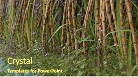  Presentation with sugar cane - Beautiful PPT theme featuring crops sugarcane - fresh sugar cane backdrop and a tawny brown colored foreground