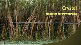  Presentation with sugar cane - Slides enhanced with crops sugarcane - fresh sugar cane background and a tawny brown colored foreground