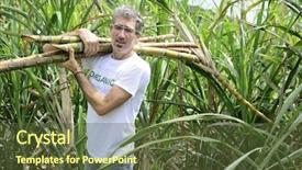  Presentation with sugar cane - Colorful PPT layouts enhanced with crops sugarcane - organic farmer carrying sugar cane backdrop and a  colored foreground