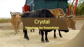  Presentation with sugar cane - Beautiful presentation featuring crops sugarcane - oxes are working at sugar backdrop and a  colored foreground