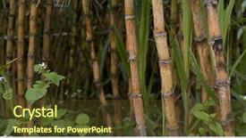  Presentation with sugarcane - PPT theme consisting of crops sugarcane - sugar cane farm background and a tawny brown colored foreground