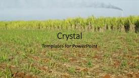  Presentation with sugar factory - PPT layouts enhanced with crops sugarcane - sugar cane field ren fraga background and a gold colored foreground