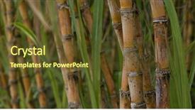  Presentation with sugar cane - PPT layouts consisting of crops sugarcane - sugar cane field background and a tawny brown colored foreground