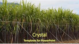  Presentation with sugar cane - PPT theme enhanced with crops sugarcane - sugar cane meadow background and a tawny brown colored foreground