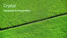  Presentation with green grass texture in soccer - Slides featuring crops sugarcane - vivid green grass from far background and a  colored foreground