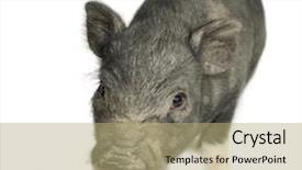  Presentation with boar - Audience pleasing presentation theme consisting of cross-bread vietnamese potbellied pig with wild boar in front of a white background backdrop and a coral colored foreground