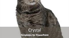  Presentation with cross - Slide deck featuring cross breed cat 7 months old sitting in front of white background background and a dark gray colored foreground