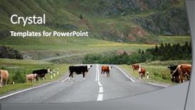  Presentation with rural women in india india - Amazing PPT theme having cross green - many cows crossing rural road backdrop and a dark gray colored foreground