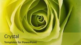  Presentation with yellow rose - Colorful slide set enhanced with cross process reproduction showing the heart of a greenish yellow rose backdrop and a gold colored foreground