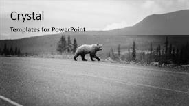  Presentation with blind walking cane - Presentation design featuring cross roads - grizzly bear walking across background and a light gray colored foreground